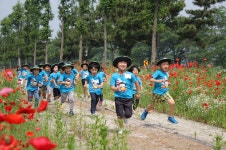 하동군,진교 메타세쿼이아길 꽃 양귀비 장관