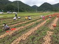 의령군 봄철 농촌일손돕기 대대적 전개