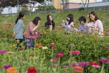 합천천 백일홍 꽃 단지 조성