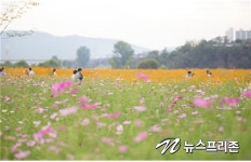 대구, 금호강 신천 하중도 코스모스꽃밭에서 울리는 결혼행진곡