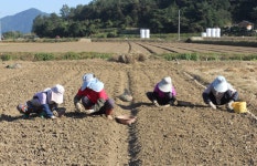 남해군, 명품마늘 생산 초석은 철저한 종구 소독부터