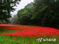 도솔산 선운사 꽃무릇 핀 풍경