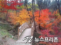 오메 단풍 들었네!  대구로 구경 오이소