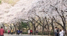 대구, 몸과 마음의 휴식처 두류공원 3색 길을 걷다