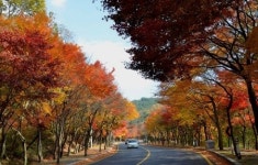 대프리카 대구, 바람길 숲 미세먼지 차단 숲 도시숲 시원한 산바람분다