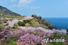 거제 새로운 관광지 장승포해안로 벚꽃 길