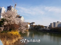 [NF 포토] 벚꽃 만개한 이천의 안흥지