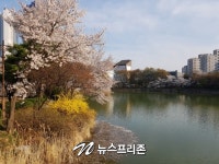 [NF 포토] 벚꽃 만개한 이천의 안흥지