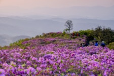 합천군,황매산 철쭉 본격 개화와 함께 30여만 명 방문