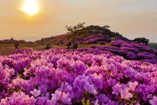 합천군, 제23회 황매산 철쭉제 성황리 마쳐