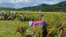 하동군 장병들과 태풍 피해 농가 벼 세우기 대민지원 실시