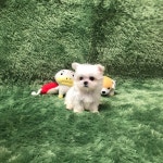 광주 강아지분양 및 고양이분양 펫왕국, 프리미엄 서비스로 애견샵, 애견분양샵들 중에서 돋보이는 행보