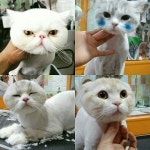 일산 고양이 무마취 미용 & 고양이 호텔, 캣파라다이스에서 안전하게