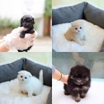 고양이분양, 강아지분양 전문애견샵 미유펫 체계적인 관리로 애견인, 애묘인들에게 많은 신뢰를 얻어