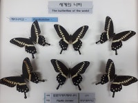 부평구 국내외 진귀한 나비·곤충 표본 사진전 나비공원서 진행