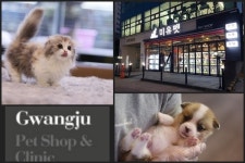 오랜 노하우를 바탕으로 고양이분양&강아지분양을 돕는 미유펫 애견샵 건강한 반려생활을 위해 힘써