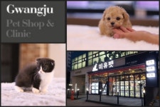 강아지분양, 고양이분양 전문 애견샵 미유펫 반려인들을 위해 다양한 혜택 선보여.