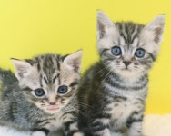 프리미엄 고양이 분양샵 나비캣, 10년 이상 운영된 경력을 바탕으로 차별화된 운영을 선보여