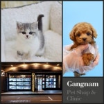 합리적인 분양가와 양질의 반려동물들을 만나볼 수 있는 고양이분양, 강아지분양 전문애견샵 미유펫 꼼꼼한 운영으로 호평