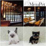 강아지분양, 고양이분양 전문애견샵 미유펫 편안한 반려생활을 위해 할인 분양이벤트 진행