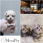 초보 반려인들을 위해 상시 도움을 주고 있는 강아지분양, 고양이분양 전문 애견샵 미유펫