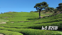 하동군, 정부세종청사 하동녹차 홍보마케팅