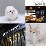 프리미엄 애견샵 미유펫 고양이분양, 강아지분양 후에도 지속적인 사후관리로 초보 반려인을 도와