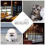 전국에서 강아지분양, 고양이분양 브랜드로 입지를 굳건이 하고 있는 애견샵 미유펫, 파격적인 혜택 소식 알려