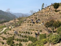 하동군, 세계농업유산 화개골 정금차밭 보존관리 총력