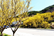 지리산자락이 노란색 산수유꽃으로 물들다.