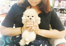 더펫, 켄넬 문화로 건강한 강아지 고양이 분양 시스템 및 케어지원