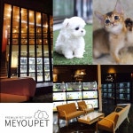 고양이분양, 예비 반려인들을 위한 서비스 애견샵 미유펫