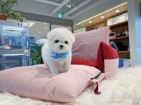 전문적인 비숑분양 이 가능한 루피퍼피, 강아지 케어 시스템 갖춰