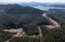 [포토] 태안 가재산 속에 흐드러지게 핀 벚꽃