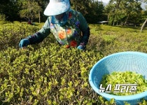 해남군, 설아다원 곡우(穀雨) 앞두고  햇차 수확 한창