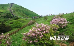 단양군, 소백산철쭉제 취소