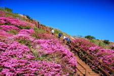 [포토] 사진속 의령, 한우산 철쭉