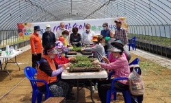 청양 구룡3리 주민들 100만송이 화단국화 조성