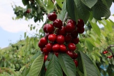 경주시, 새콤달콤 경주체리 본격 출하