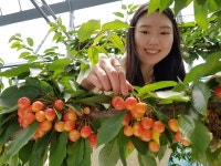 전주시, 체리 수확체험 운영