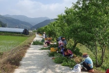 청양군 화산1리 주민들 개복숭아 수확 한창