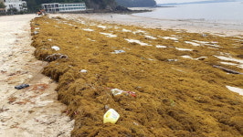 태안서 바다 불청객 괭생이모자반 수거처리에 비상