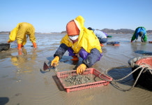 태안군, 바지락 대풍... 생산량 작년 2배