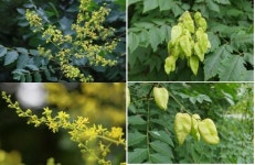 국립생태원 야외 공간 한반도 숲에 모감주나무 개화