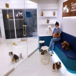 순수 요양보호소 아이조아, 강아지, 고양이무료분양 진행