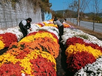 청양 남양면에 100만 송이 가을국화 만개 구경 오세요