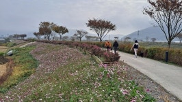 화순군, 천변에 800m 꽃길 조성...산책 코스로 인기