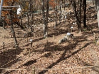 함양 산양삼 Welcome농장 2차 분양