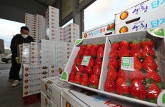 산청군, 새콤달콤 산청 딸기 메가마트 오는 22일까지 특판행사