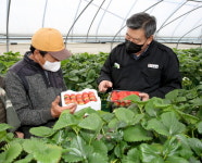 태안서 향과 맛 좋은 친환경 딸기 본격 출하
